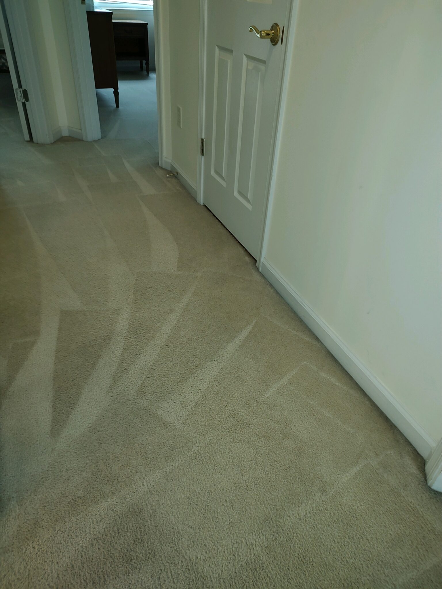 Best Carpet Cleaner Absolute First Response Carpet Care