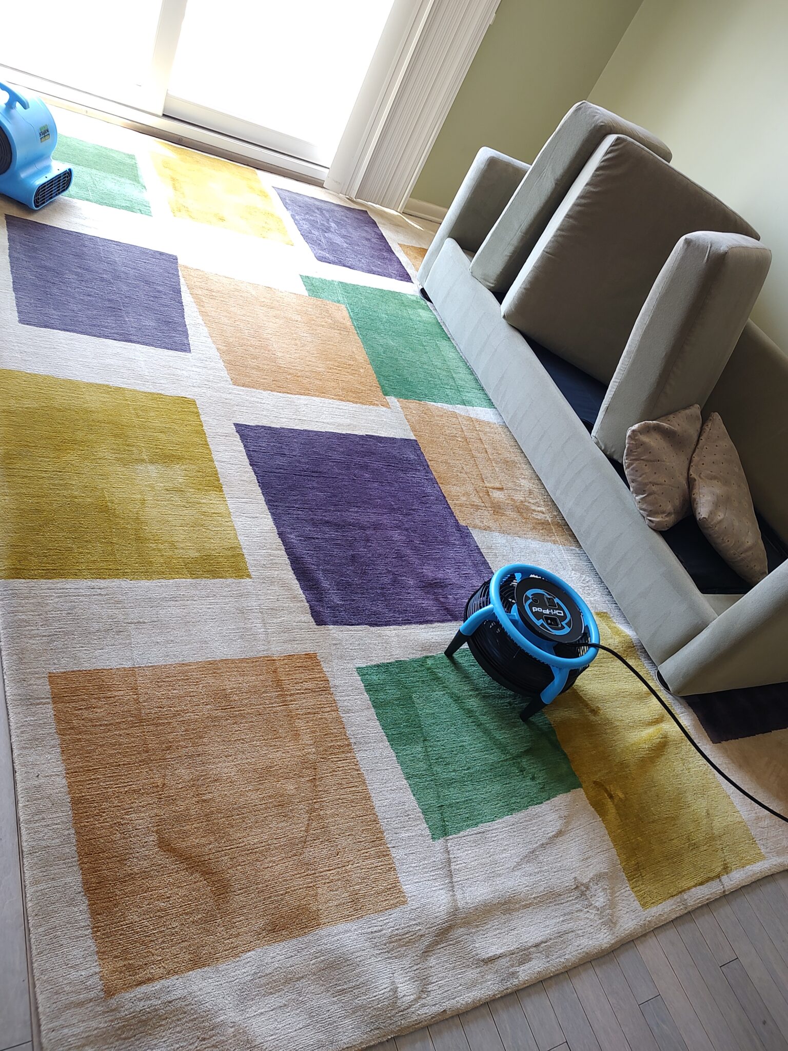 Common Mistakes to Avoid When Cleaning Pet Stains on Carpets Absolute